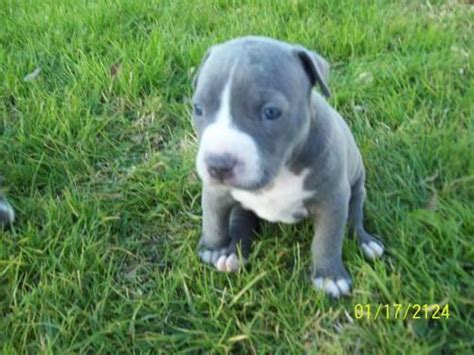 Ukc Blue Nose Pitbull Puppies For Sale In Alta Loma