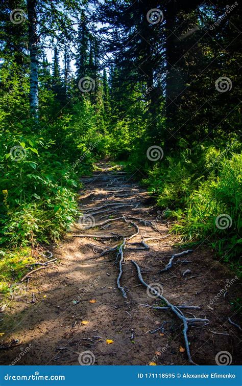 Dense Green Forest Summer Winding Path Between The Trees Stock Image