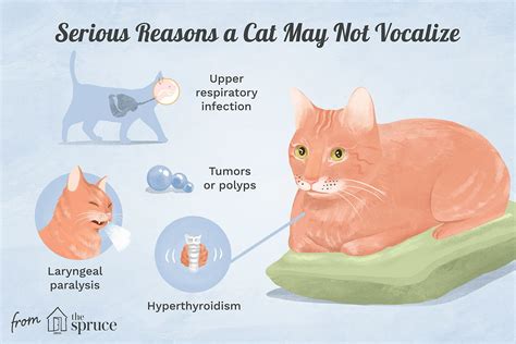 Learn Why A Cat May Not Meow