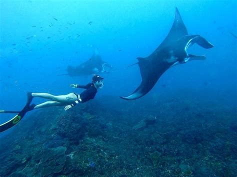 Manta Safari Snorkeling To Manta Point In Nusa Penida From Bali Nusa