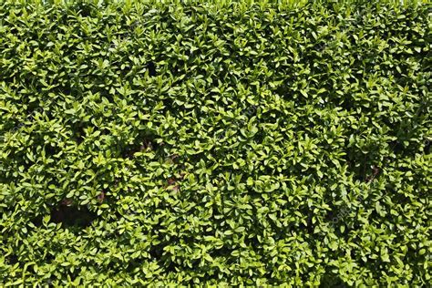Green Bush Texture — Stock Photo © 107925316