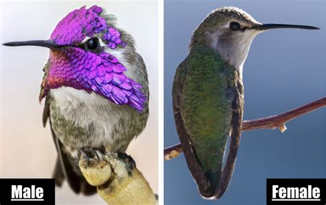 This means that there are distinct differences in the seasons with the winters being cool and the summers in the state being warm. The 6 Types of Hummingbirds in Nevada! (ID Guide) - Bird ...