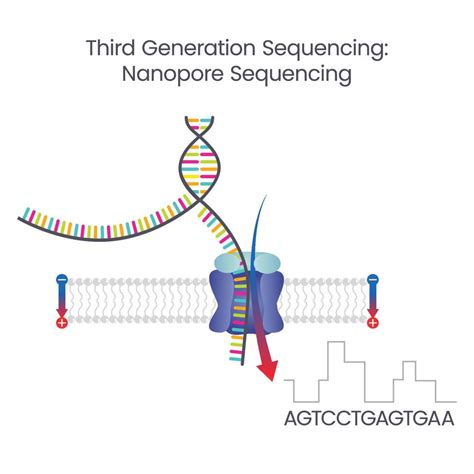 Third Generation Sequencing Nanopore Sequencing Scientific Vector