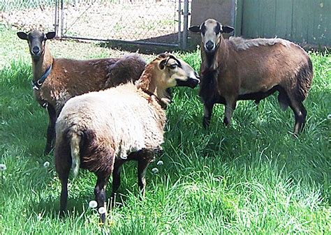 Barbados Blackbelly Sheep Back From The Brink Of Extinction Countryside