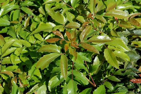 Compact Oregon Grape Mahonia Aquifolium Compactum In Columbus