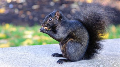 Heres Why Some Squirrels Are Black