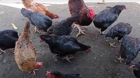 Native Paraokan Chicken Joloano Chicken And Heritage Chicken Breeding