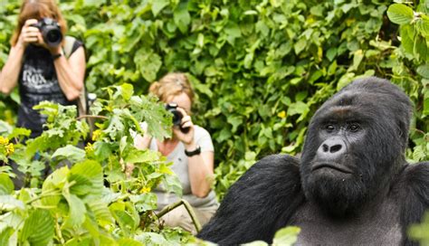 Are Gorillas Friendly Gorilla Trekking Safaris Rwanda Safaris Tours