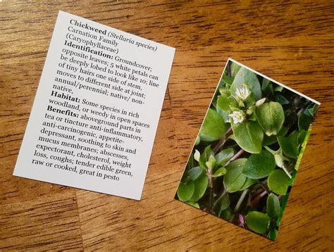 The Foragers Wild Edible And Herbal Plant Cards Are Here The Wander
