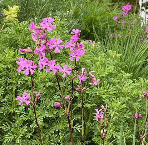 Dreifurchenpollen zweikeimblättrige (rosopsida) … deutsch wikipedia. Gemeine Pechnelke (Lychnis viscaria) Saatgut - Nordischer ...