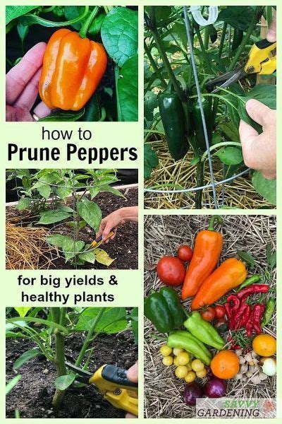 Pruning Pepper Plants For Improved Plant Health And Yields Pepper
