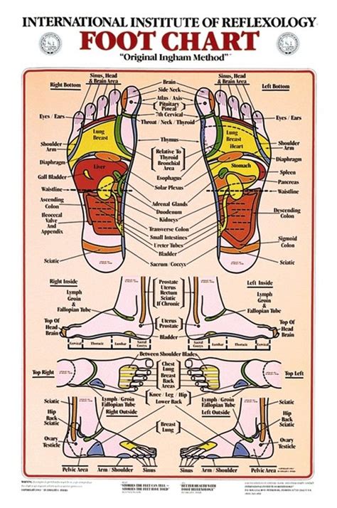 Charts provided for personal entertainment or informational use only. Foot Reflexology Anatomical Chart - Anatomy Models and Anatomical Charts (With images ...