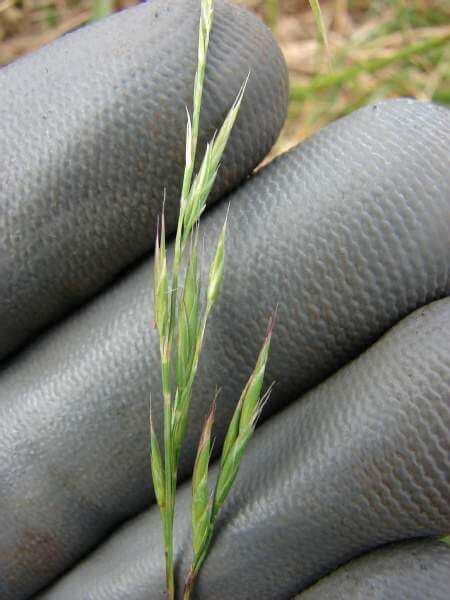 The Story Of Chewings Fescue Grass Turfonline History