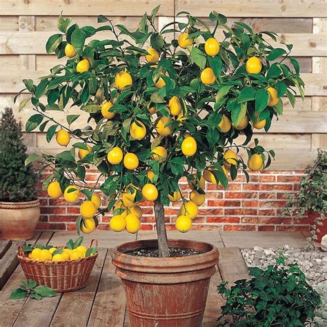Dwarf Meyer Lemon Citrus Tree Patio Plant 5 Seeds Etsy Meyer Lemon