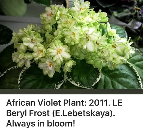 African Violet Beryl Frost | African violets, African violets plants, African