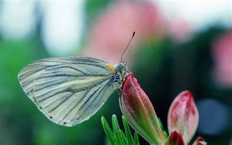 49 Bing Butterfly Wallpapers For Computer Wallpapersafari