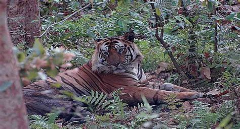 MP Tiger Kills Two Cubs In Bandhavgarh Tiger Reserve ANI BW Businessworld