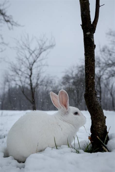 3491 White Rabbit Snow Photos Free And Royalty Free Stock Photos From