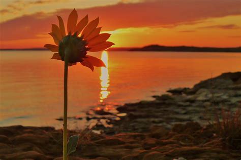 Lone Sunflower Enjoys A Sunset In Kansas Photograph By Greg Rud Fine