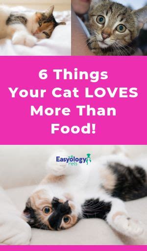 Here Are 6 Things Your Cat Loves More Than Food Cat Love Cat Care