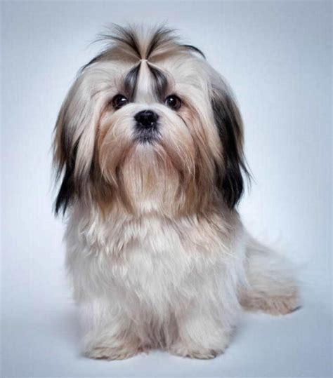 Maybe you would like to learn more about one of these? The 7 Best Haircuts for Shih Tzu