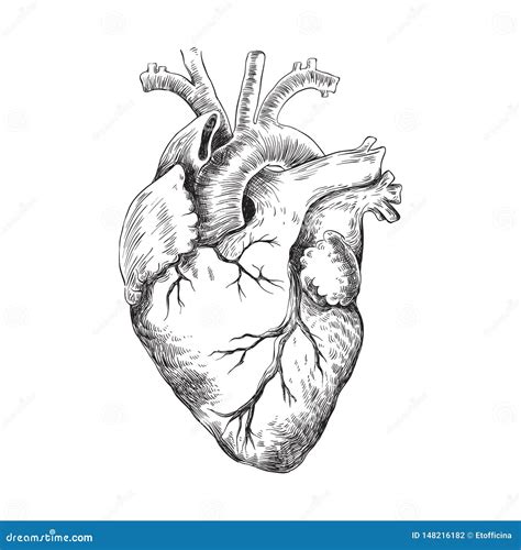 Anatomical Heart Black And White Illustration Stock Vector