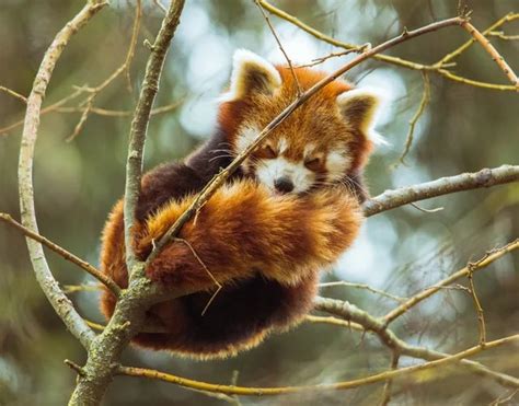 Red Panda Sleeping In Tree Animals Red Panda Cute Baby Animals