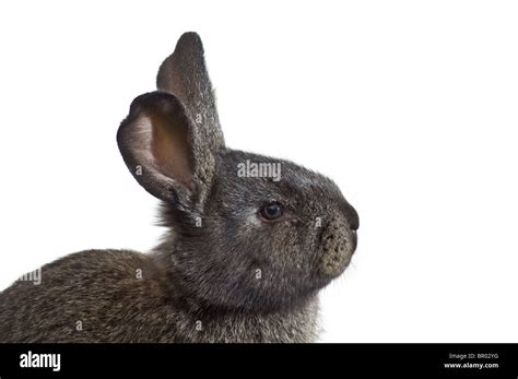 Young Rabbit Looking Above With Pointed Ears Isolated On White Stock