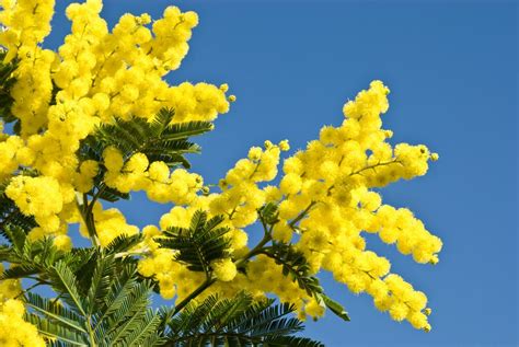 Le Mimosa Un Arbuste à Fleuraison Hivernale
