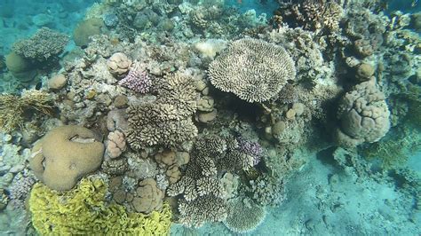 Eilat Snorkeling In Novemberdecember 2019 Coral Reef Rafa Ejlat Youtube