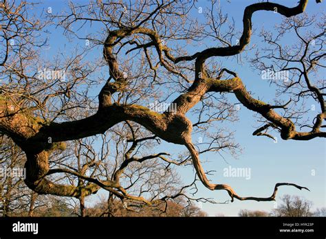 Ancient Oak Tree Branches Twisted Branches Against A Blue Sky Stock