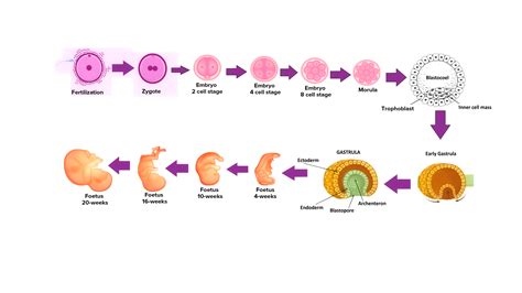 What Are The 4 Stages Of Embryonic Development