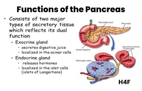 Pancrease Functions Location And Disorders And More Health4fitness