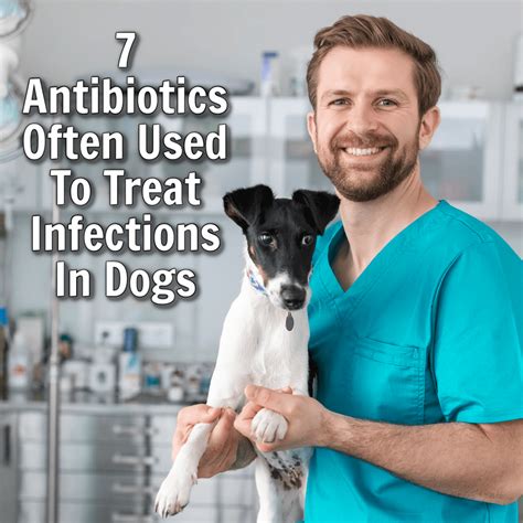 Bacterial Infection Of The Skin In Dogs Signs Causes Diagnosis