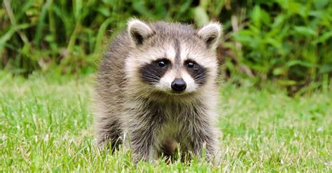 Raccoon Animal Facts Procyon Lotor Az Animals
