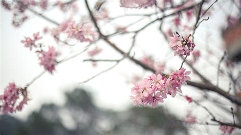 1920x1080 1920x1080 Flowers Bloom Spring Sakura Tree Branch