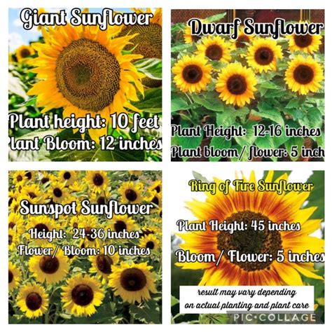Sunflower Seeds Ring Of Fire Dwarf Giantballadsunspot Sunflower