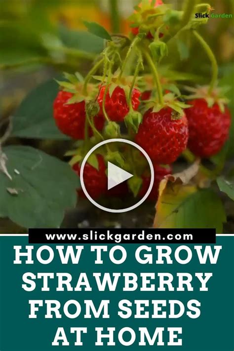 It's really easy and the results can be stunning! How to Grow Strawberry from Seeds at Home. Pick the ...