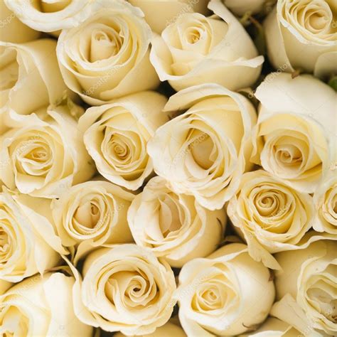 Beautiful White Roses Background — Stock Photo © Benedixs 36642187