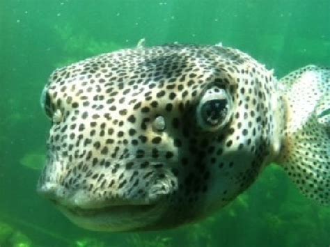 Puffer Fish Eyes Me Up Through Underwater Viewport