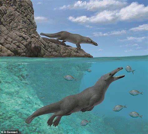 Four Legged Whale That Lived 40 Million Years Ago Is Found In Peru