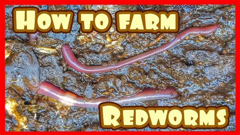 Worm Farming 101 Youtube