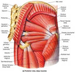 Gluteal Muscles Origin Insertion Action Nerve Supply How To Relief