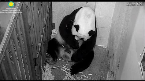 132 Panda Mei Xiang And Her Cub Youtube