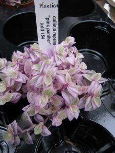 4 callisia repens pink panther. callisia repens "pink panther" — Florist's Plantica