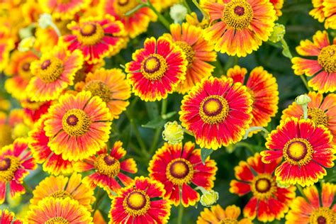 Popular Orange Flower Varieties