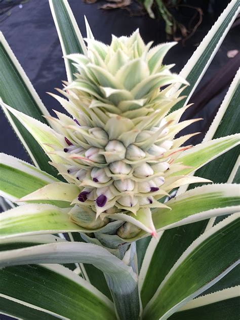 Costa Rica Variegated Pineapple Plant Ananas Cosomus Urban Tropicals