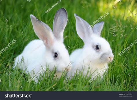 Baby White Rabbits Grass Stock Photo 79407391 Shutterstock