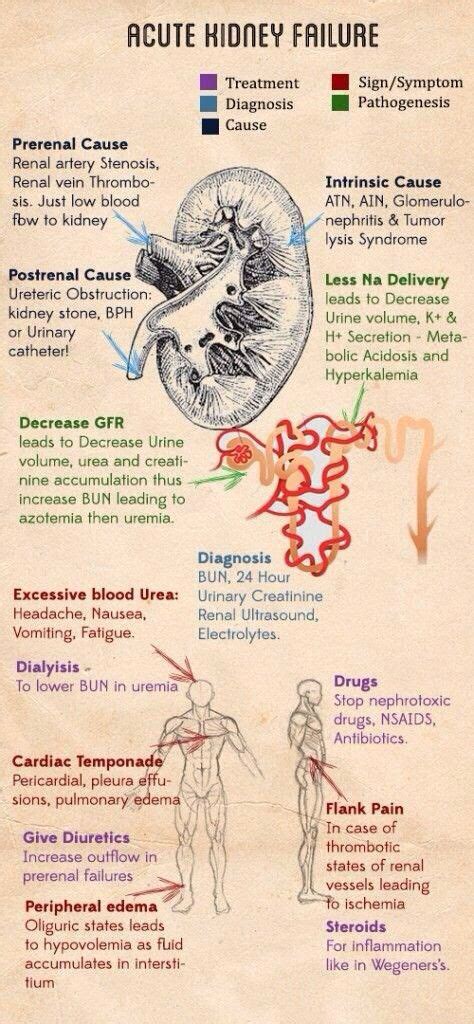 Pathophysiology Of Acute Renal Failure Simplified Save Now Pin Later