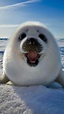 This Baby seal is happy to see you : r/aww